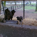 Den Země zoopark Chomutov 15