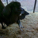 Den Země zoopark Chomutov 16