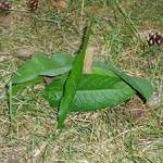 Vycházka s MŠ Perštejn 16.06.2010 16