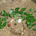 Vycházka s MŠ Perštejn 16.06.2010 17