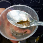 život ve vodě (práce s určovacími klíči) VI